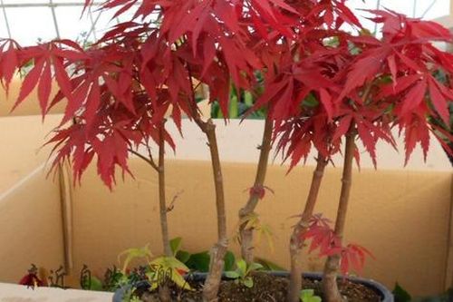 Đây mới là những cây phong thủy hợp những người tuổi Ngọ