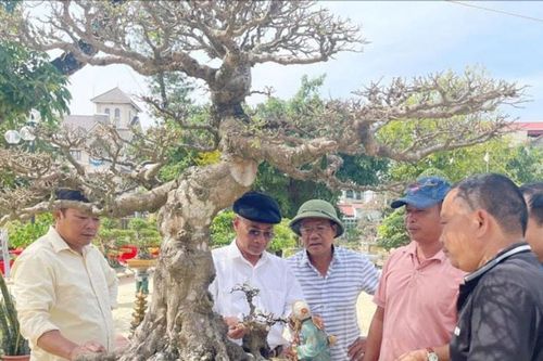 Nâng tầm nghệ thuật cây cảnh