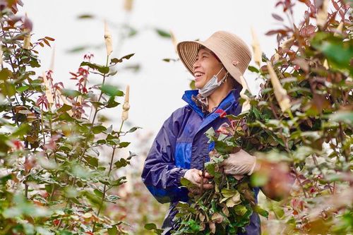 Người dân trồng hoa Mê Linh tất bật thu hoạch hoa trước ngày 8/3