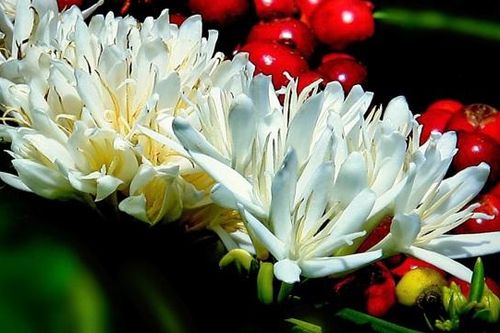 Điểm tựa của những giấc mơ