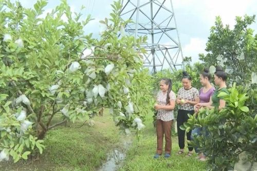 Điện Biên: đa dạng hóa sinh kế, phát triển mô hình giảm nghèo