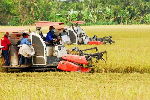 Cân đối cung-cầu lúa gạo trước diễn biến mới