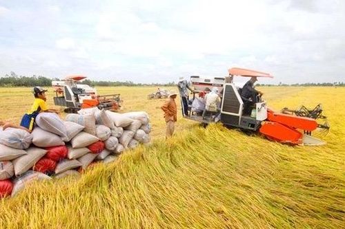 Đáp ứng vốn tín dụng phục vụ nhu cầu lúa gạo khu vực Đồng bằng sông Cửu Long