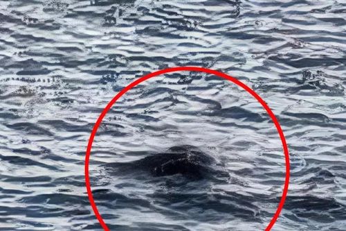 Hình ảnh đầu tiên của 'quái vật hồ Loch Ness' trong năm 2025
