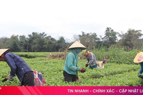 Nông dân Hương Sơn tất bật thu hoạch chè vụ xuân
