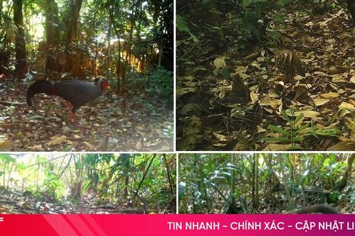 Bảo vệ 'mái nhà chung' của các loài động thực vật ở Kẻ Gỗ