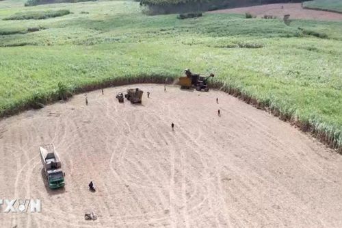 Gia Lai: Từ vùng đất khó trở thành 'thủ phủ' mía đường của cả nước