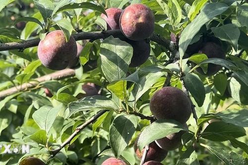 Lào Cai: Đưa du lịch xanh thành xu hướng chủ đạo, hút khách