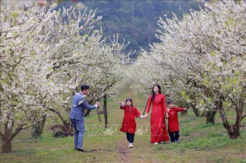 Du khách thích thú ngắm hoa, săn mây trên cao nguyên Mộc Châu
