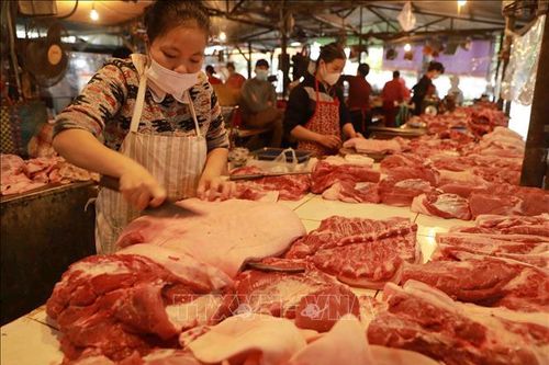 Giá lợn hơi tăng cao động lực để người chăn nuôi tích cực tái đàn