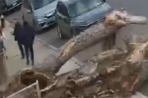3 người thoát chết trong gang tấc khi cây lớn đổ xuống đường