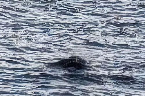 Bằng chứng rõ ràng nhất về Quái vật hồ Loch Ness cho đến nay: Người chứng kiến choáng váng sau khi phát hiện ra một khối màu đen bí ẩn
