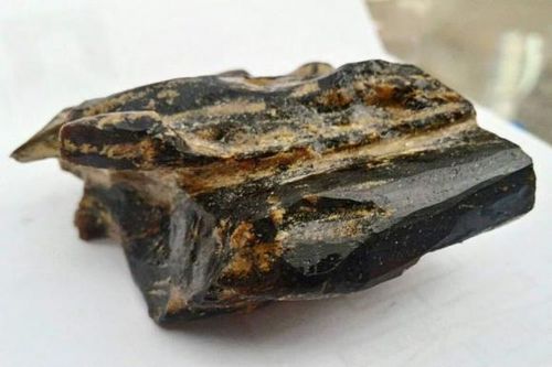 Việt Nam có loại gỗ quý như 'kim cương rừng': Giá lên đến 30 tỷ đồng, cả triệu cây mới lấy được 1 cây