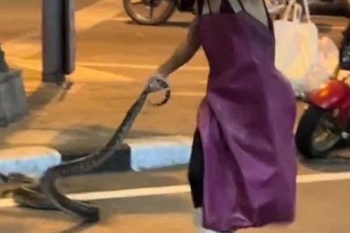 Người đàn ông dùng tay kéo lê con rắn khổng lồ giữa đường, ai đi ngang cũng kinh ngạc