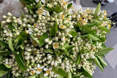 Tháng ba, hoa bưởi tỏa hương khắp phố phường Hà Nội