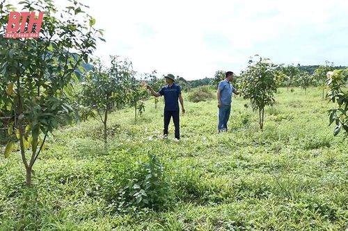 Canh tác cây nguyên liệu trên đất đồi