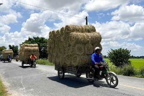 Tận dụng rơm rạ nâng cao thu nhập