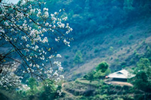 Hoa ban rực rỡ giữa đại ngàn