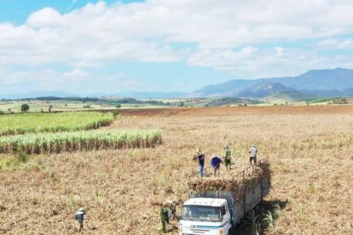 Phát triển vùng nguyên liệu mía theo hướng bền vững