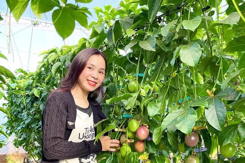 Triển vọng mô hình trồng chanh dây trong nhà kính