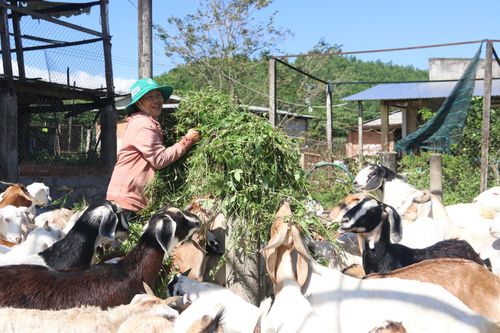 Hợp tác xã Nông nghiệp - Dịch vụ và Du lịch cộng đồng xã Khánh Hiệp: Hướng đến phát triển nông nghiệp xanh