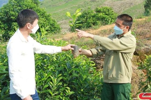 Phù Yên chống thoái hóa cây ăn quả có múi