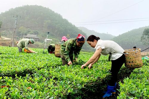 Nông dân Văn Hán vươn lên làm giàu