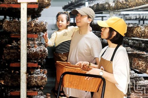 Nấm Phú Gia vươn ra thế giới