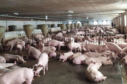 Cả 3 lĩnh vực nông nghiệp đều tăng trưởng khởi sắc trong tháng 2