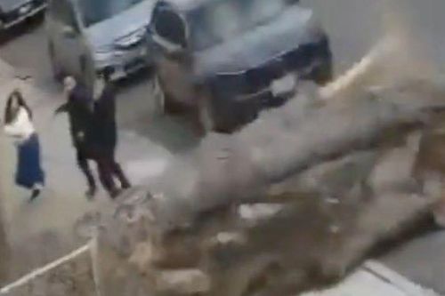 Clip: 3 người trong gia đình suýt bị cây cổ thụ 'đè bẹp', thoát chết trong gang tấc