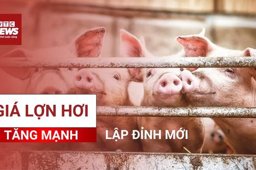 Nghịch lý giá lợn hơi lập đỉnh, người chăn nuôi vẫn 'khóc ròng'