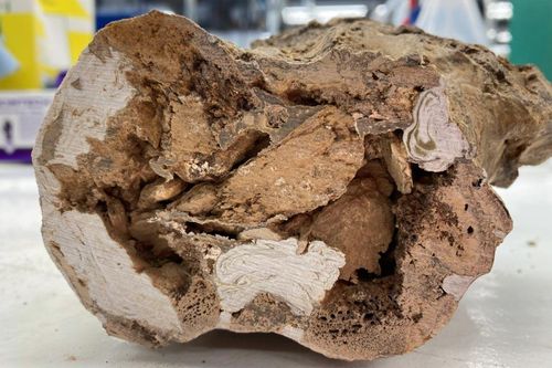 Quái thú 66 triệu tuổi 'làm rung chuyển cổ sinh vật học'