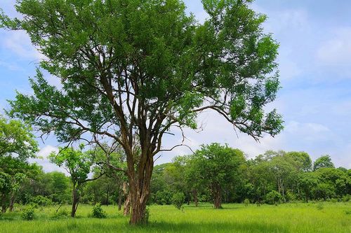 Loài cây gỗ chịu nhiệt, chống cháy, siêu đắt đỏ