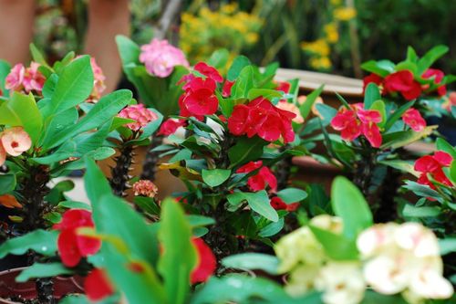 Loài hoa xương rồng nở hoa cực đẹp, nhưng dễ gây bỏng da