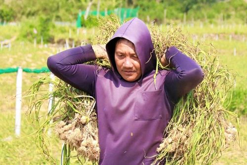 Tỏi Lý Sơn 'được mùa mất giá', bà con thu hoạch để phơi khô