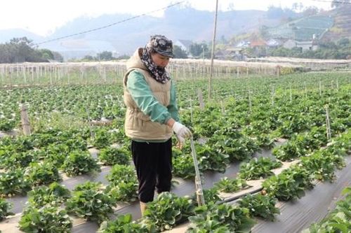 Sơn La: thúc đẩy phát triển kinh tế hợp tác xã