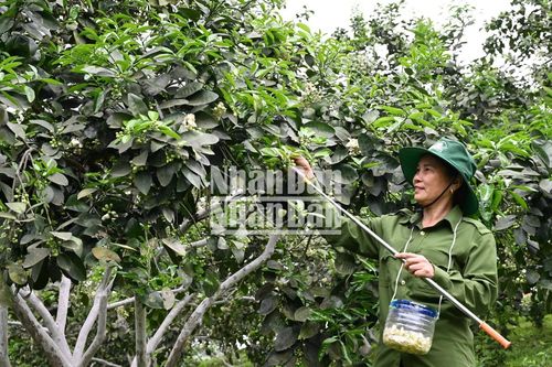 Se duyên cho Đệ nhất danh quả bưởi Phúc Trạch