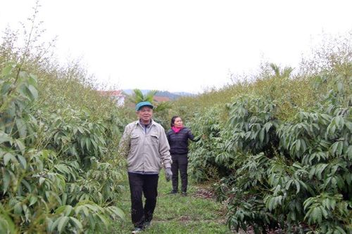Hỗ trợ xuất khẩu 500 tấn vải thiều sớm sang thị trường châu Âu