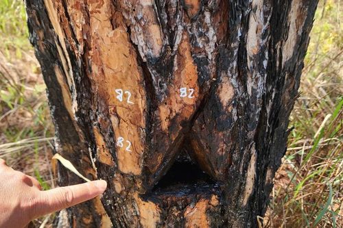 Rừng thông ở Lâm Đồng lại bị 'đầu độc'