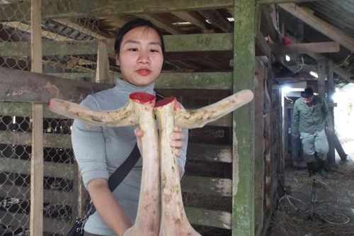 Hà Tĩnh: Người nuôi hươu 'hái lộc, đếm tiền'
