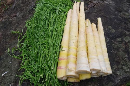 Đặc sản Tây Bắc đứng xa vẫn thấy khó ngửi, càng hái càng mọc, ăn bổ lại ngon