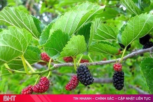 Ăn dâu tằm có tác dụng gì?