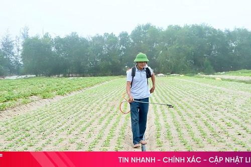 Phòng trừ sâu bệnh hại lạc xuân ở Hà Tĩnh