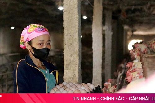 Giá gà giảm sâu, người chăn nuôi Hà Tĩnh 'tiến thoái lưỡng nan'