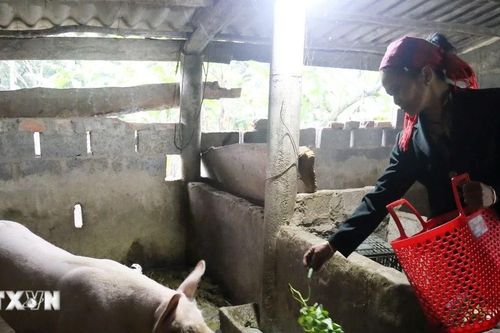 Quảng Bình: Đảng viên trẻ giúp đồng bào dân tộc thay đổi tư duy, giảm nghèo