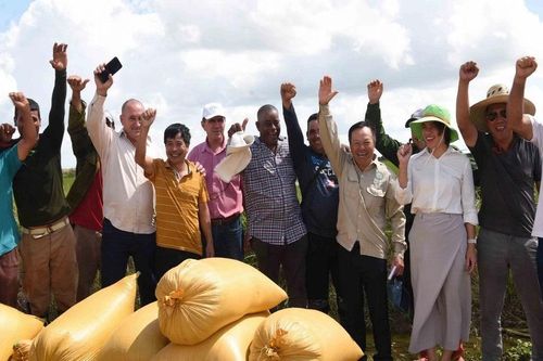 Sản xuất lúa gạo - điểm sáng trong hợp tác nông nghiệp Việt Nam-Cuba