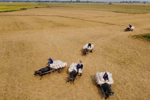 Chiêm ngưỡng nét đẹp miền Tây với mùa trâu kéo lúa ở Đồng Tháp