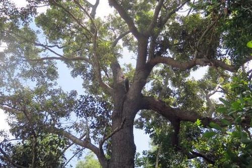Loài cây quý hiếm bậc nhất thế giới, 'cứng như sắt, quý hơn vàng', chỉ duy nhất Việt Nam sở hữu