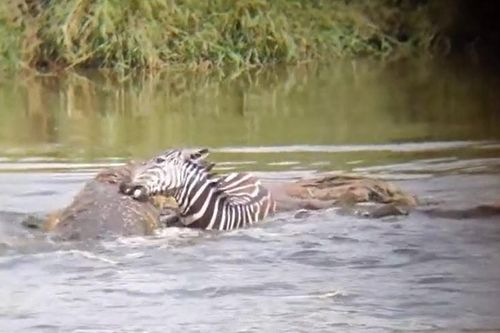 CLIP: Bị cá sấu ngoạm trúng đùi khi đang vượt sông, ngựa vằn nổi điên quay lại cắn luôn kẻ đi săn và cái kết cực mãn nhãn