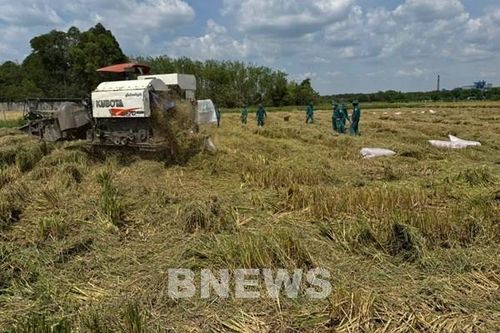 'Chắc tay súng, vững tay cày'